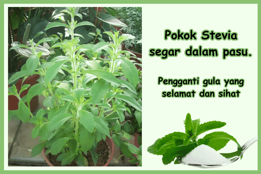 cara tanam pokok stevia