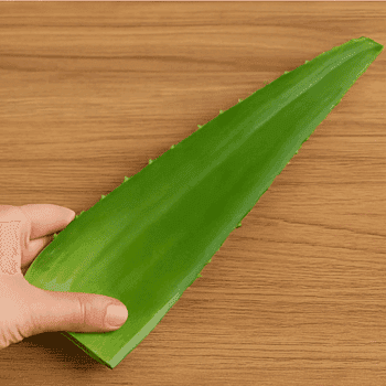 cara membuat jus aloe vera