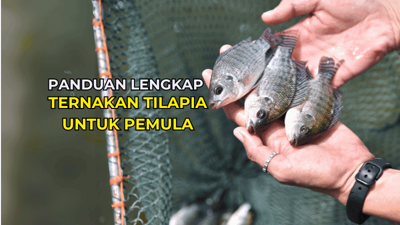 ternakan tilapia