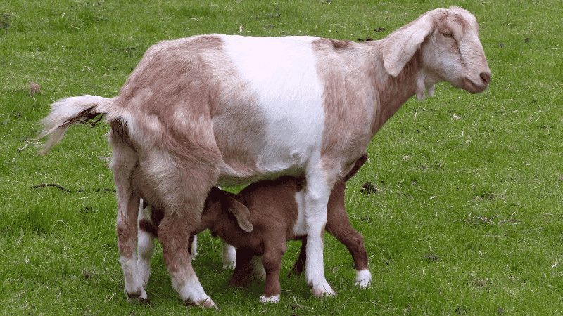 jenis-jenis kambing