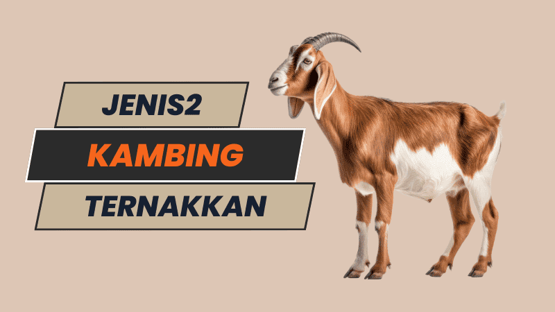 jenis-jenis kambing