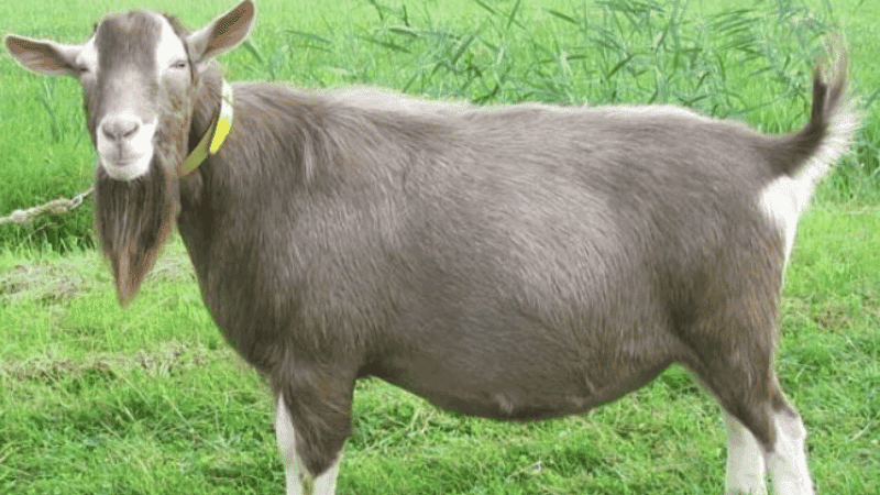 jenis-jenis kambing