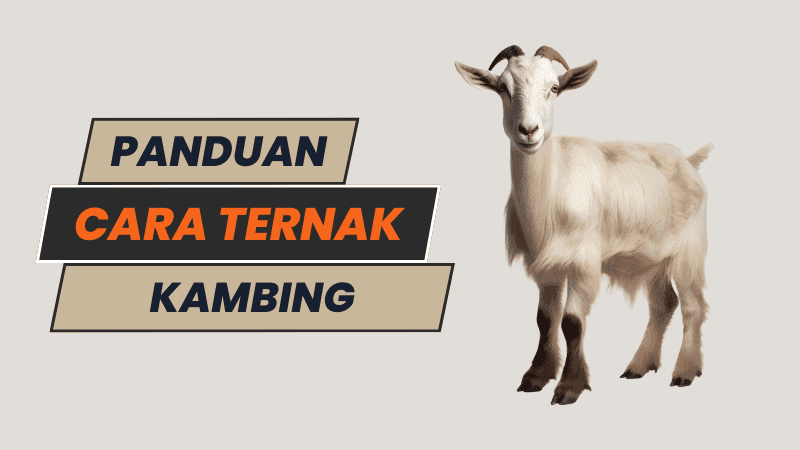 cara ternak kambing