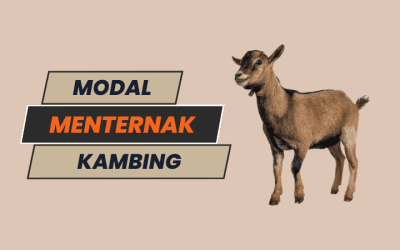 Kos dan Modal Menternak Kambing