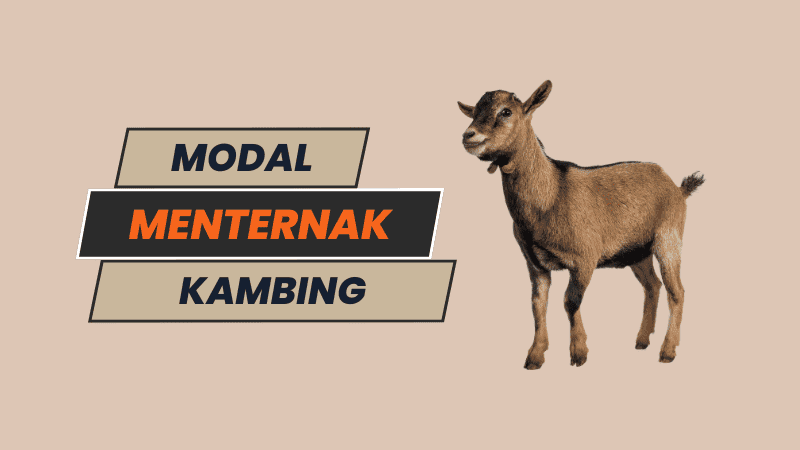 modal menternak kambing