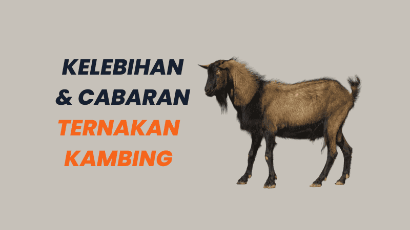 penternakan kambing