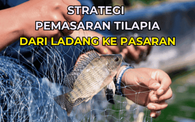 Strategi Pemasaran Tilapia: Dari Ladang ke Pasaran