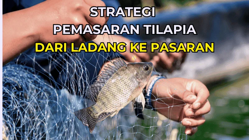 strategi pemasaran tilapia