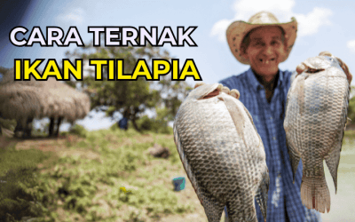 Cara Ternak Ikan Tilapia Dan Jual
