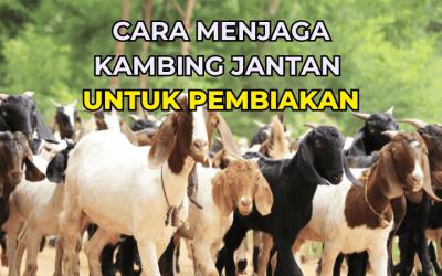 Cara Menjaga Kambing Jantan Untuk Pembiakan