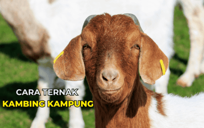 Cara Ternak Kambing Kampung Dan Jana Keuntungan