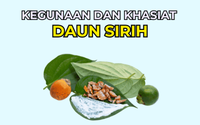 Kegunaan dan Khasiat Daun Sirih