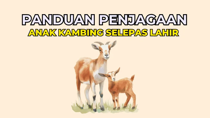 Panduan Penjagaan Anak Kambing Selepas Lahir