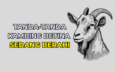 Tanda-Tanda Kambing Betina Sedang Berahi