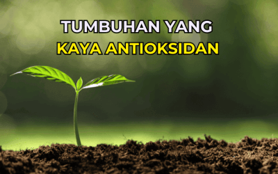 10 Tumbuhan Yang Kaya Antioksidan Untuk Kesihatan