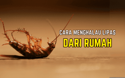 Cara Menghalau Lipas dari Rumah Tanpa Guna Racun