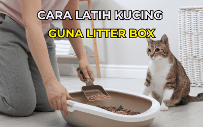 Cara Latih Kucing Guna Litter Box: Panduan Lengkap untuk Pemilik Kucing