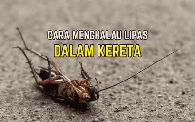 Cara Halau Lipas Dalam Kereta