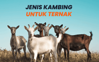 Jenis Kambing Untuk Ternak