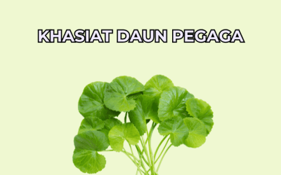 Khasiat Daun Pegaga Untuk Otak Dan Kecantikan