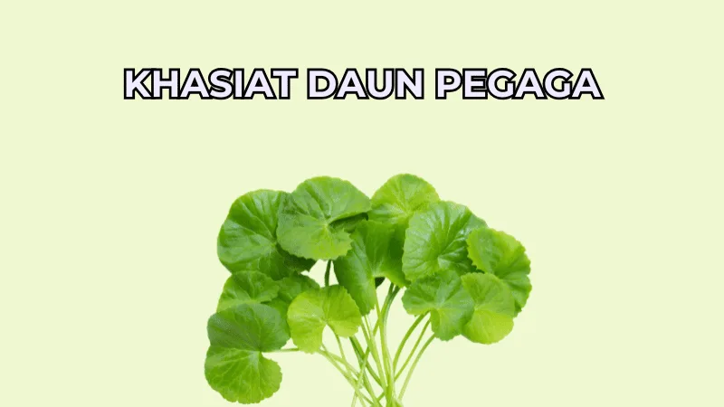 Khasiat Daun Pegaga Untuk Otak Dan Kecantikan