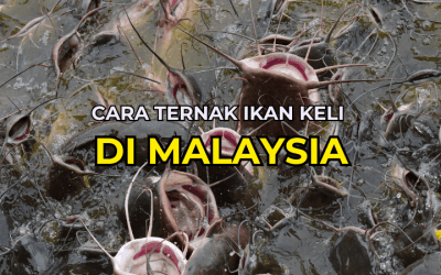 Cara Ternak Ikan Keli di Malaysia