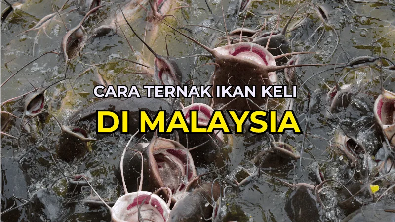 Cara Ternak Ikan Keli di Malaysia