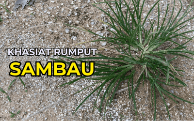 Khasiat Rumput Sambau – Herba Tradisional dengan Pelbagai Manfaat Kesihatan