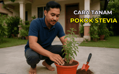 Cara Tanam Pokok Stevia di Rumah