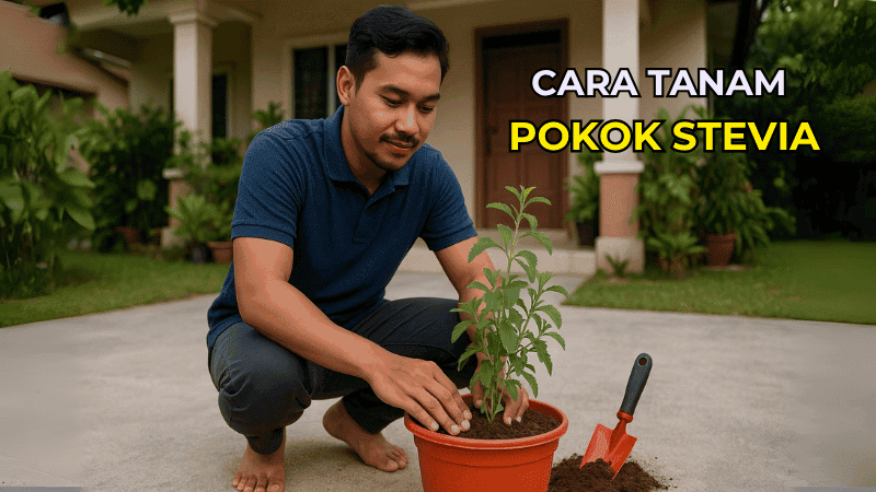 Cara Tanam Pokok Stevia di Rumah