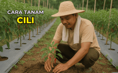 Cara Tanam Cili dan Jual Hasilnya