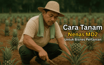 Cara Tanam Nenas MD2 Untuk Bisnes Pertanian