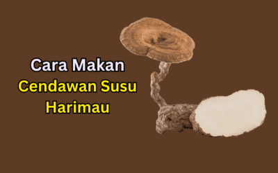 Panduan Cara Makan Cendawan Susu Harimau Supaya Badan Kekal Sihat