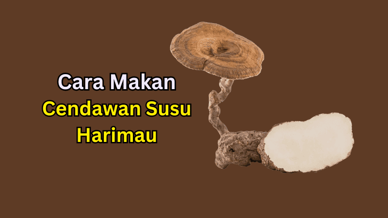 Panduan Cara Makan Cendawan Susu Harimau Supaya Badan Kekal Sihat