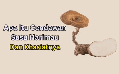 Apa Itu Cendawan Susu Harimau? Khasiat, Kegunaan dan Fakta Menarik
