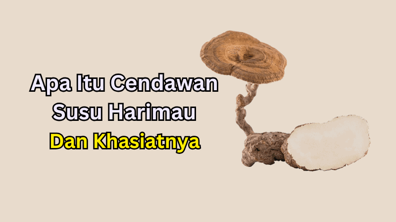 Apa Itu Cendawan Susu Harimau