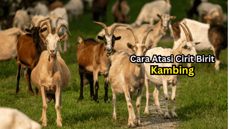 cara atasi kambing cirit birit