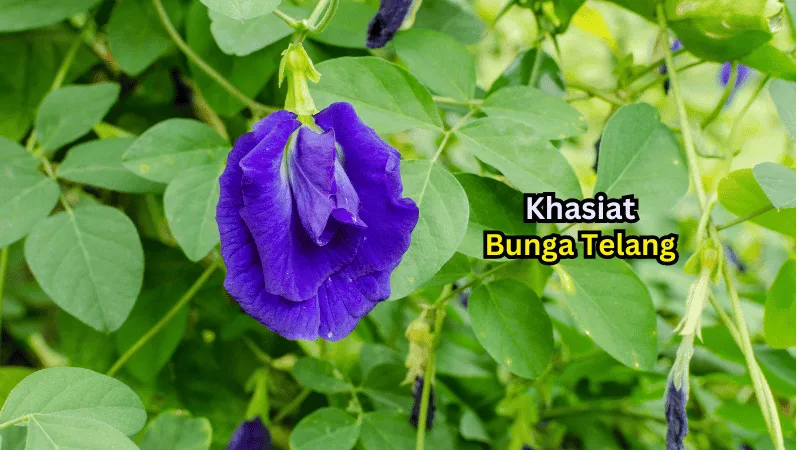 10 Khasiat Bunga Telang Yang Ramai Tidak Tahu