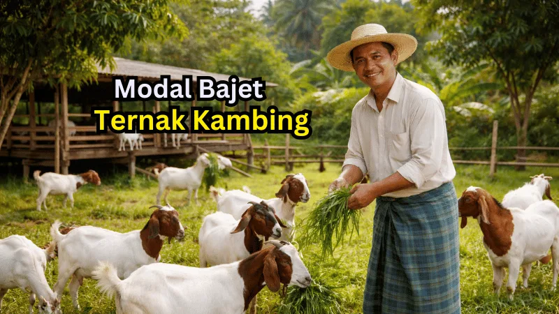 Modal Ternak Kambing: Berapa Bajet Sebenar Untuk Mula Dari Kosong?