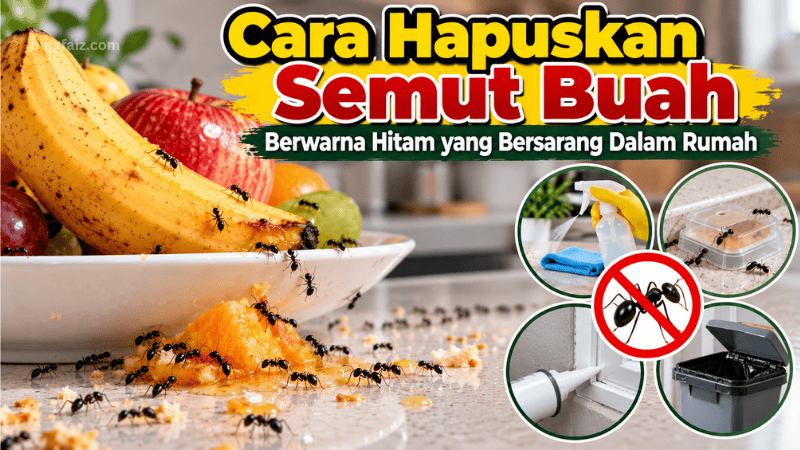 Cara Hapuskan Semut Buah Berwarna Hitam yang Bersarang Dalam Rumah